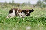 SPRINGER SPANIEL 058